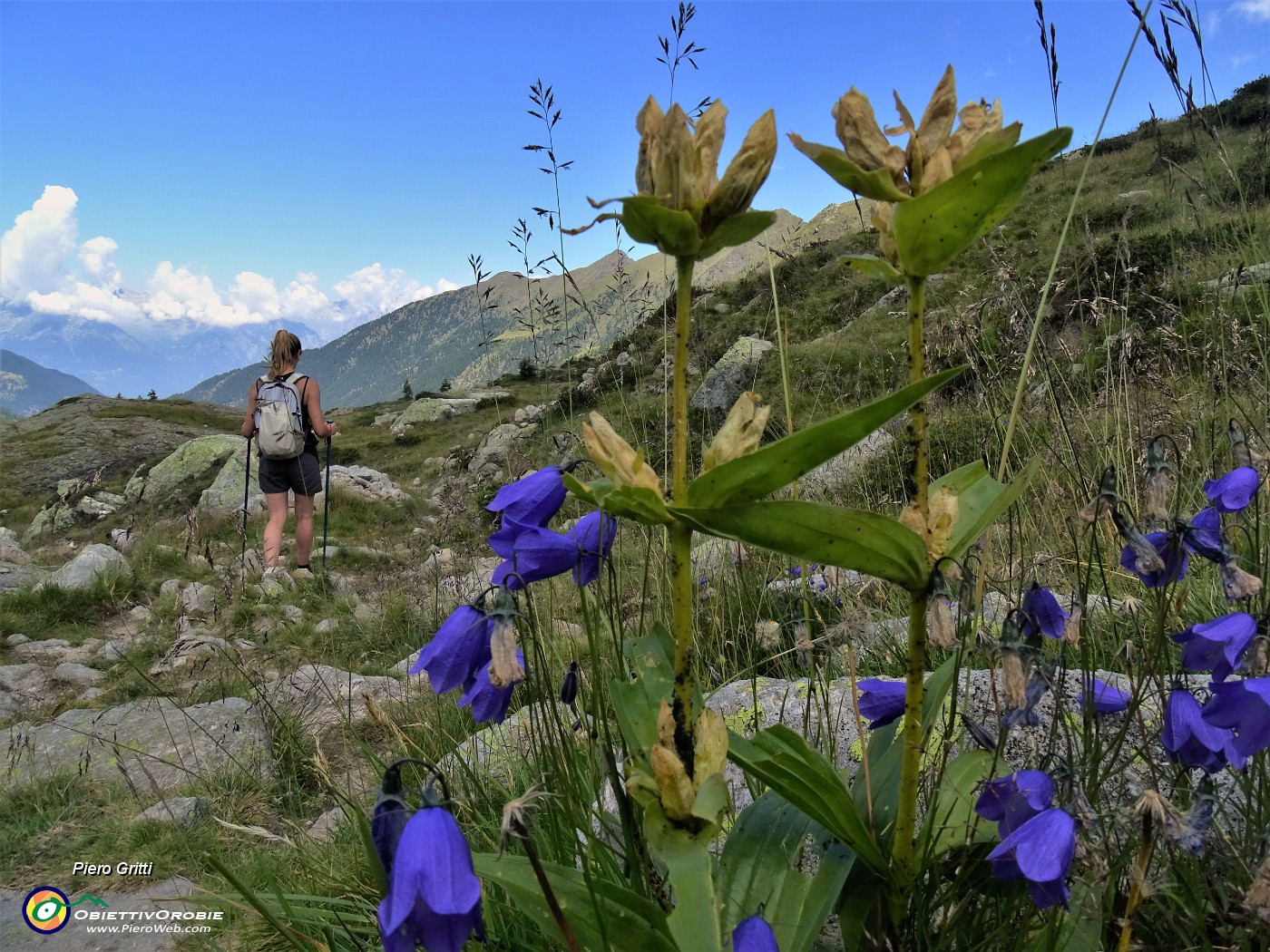 38 Scendendo al Lago Piccolo Gentiana punctata (Genziana maculata) e Campanula rotundifolia (Campanula soldanella).JPG